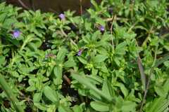 Limnophila aromatica